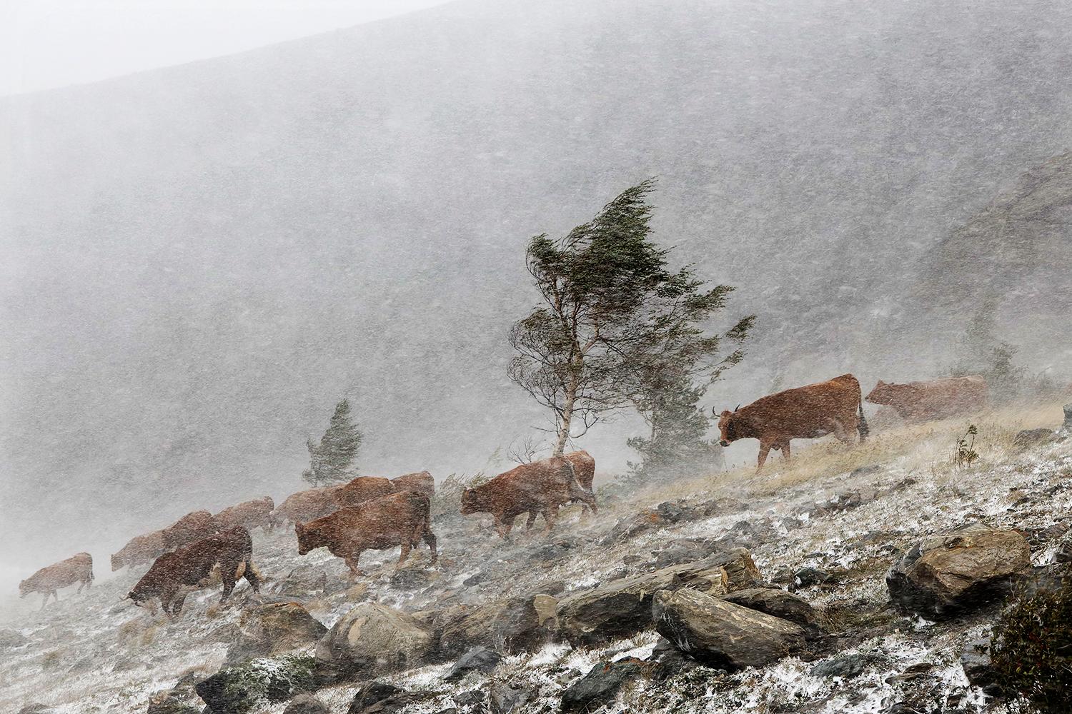 Cows in the Storm is a limited-edition photograph by contemporary artist Christophe Jacrot. It is a part of the “Blizzard 3” series.
 
This photograph is sold unframed as a print only. It is only available in one dimension.
All prints are signed and