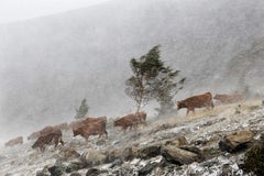 Kühe im Sturm von Christophe Jacrot – Landschaftsfotografie, Berge, Schneewittchen