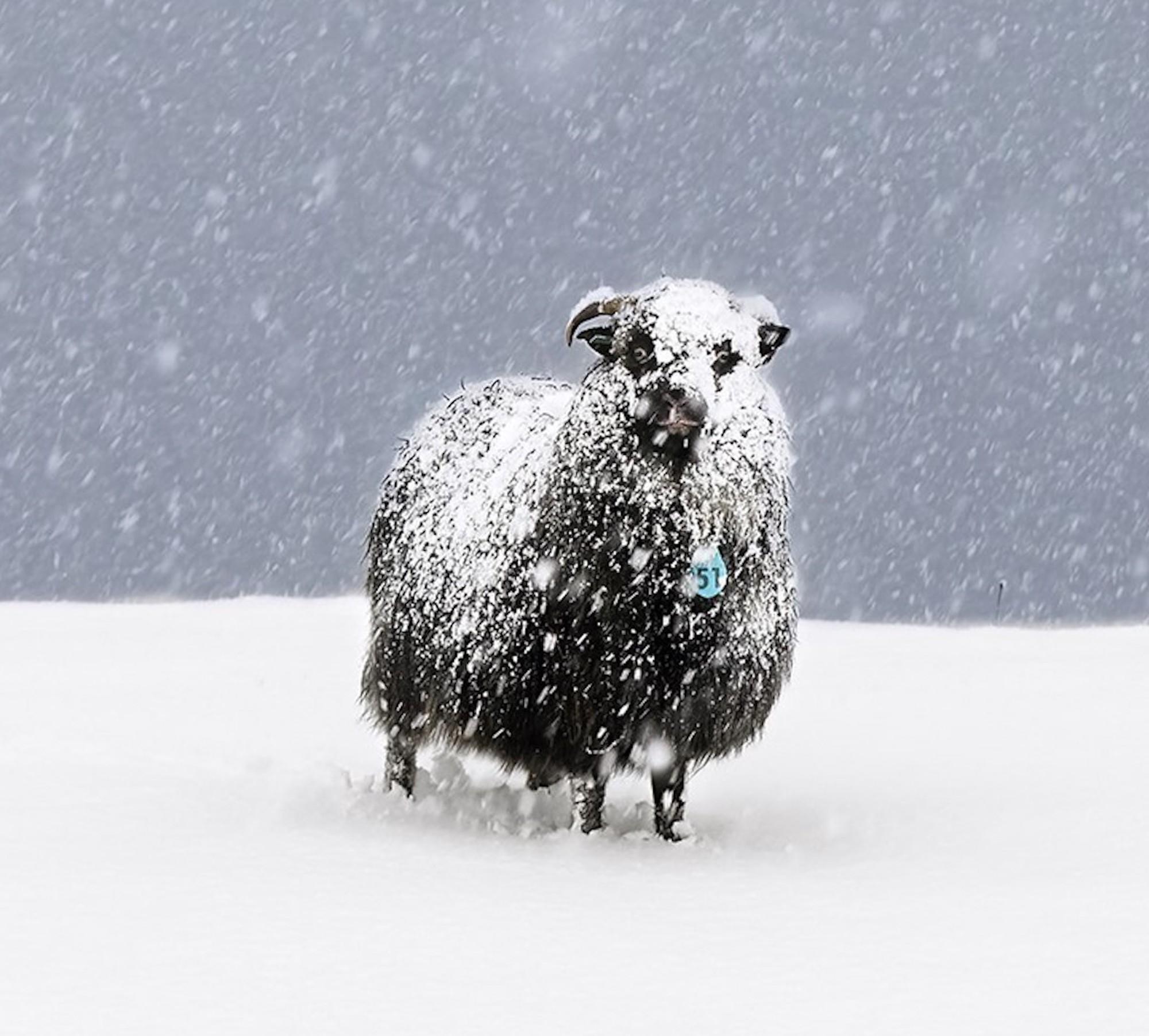 No.51 von Christophe Jacrot - Winterfotografie, Tier, Schafe, Schneelandschaft im Angebot 2