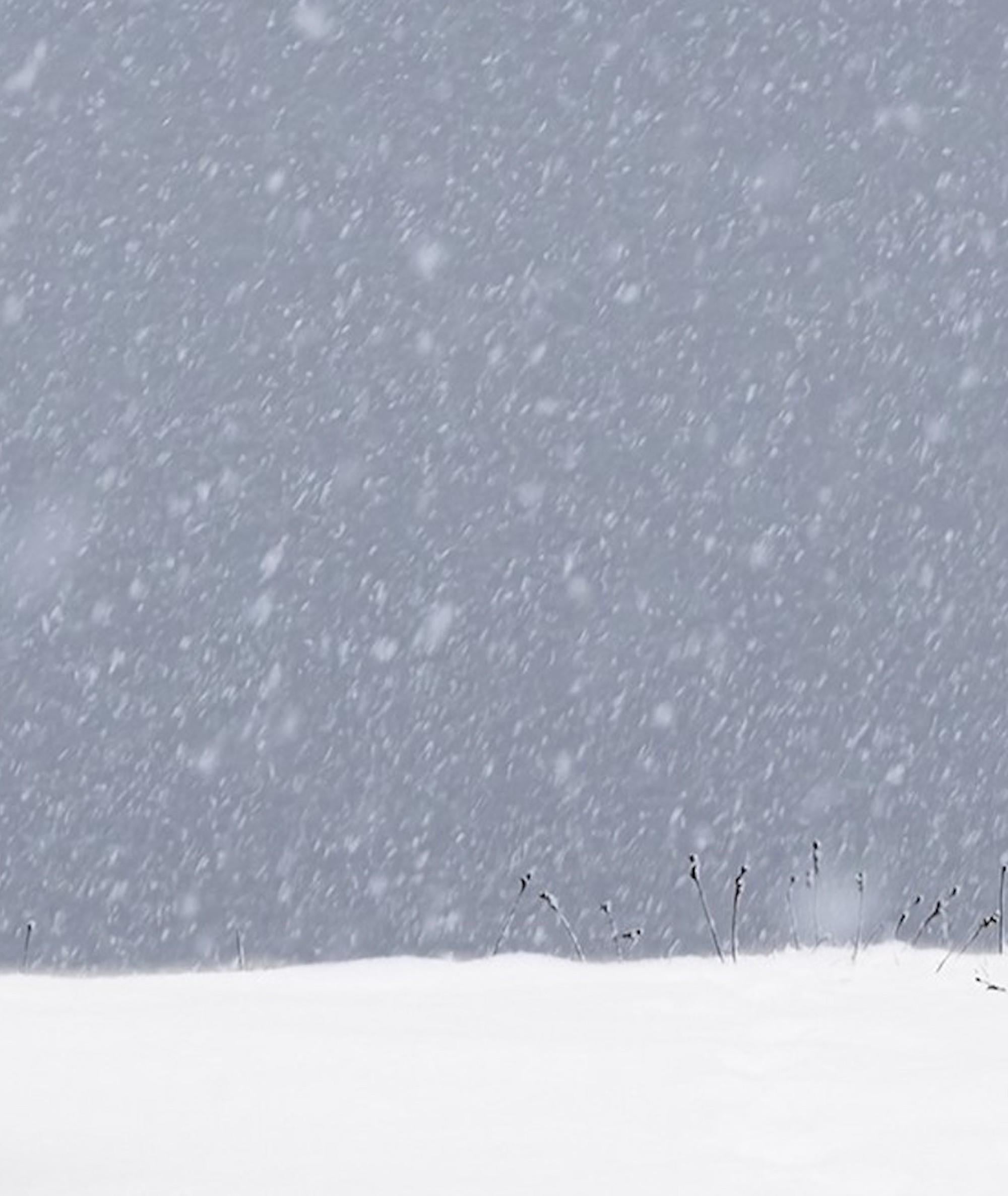 No.51 von Christophe Jacrot - Winterfotografie, Tier, Schafe, Schneelandschaft im Angebot 4