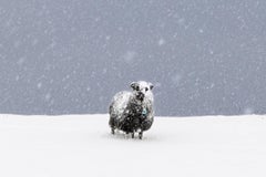 No.51 von Christophe Jacrot - Winterfotografie, Tier, Schafe, Schneelandschaft