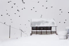 Ravens par Christophe Jacrot, photographie d'hiver, Japon, oiseaux, paysage neige