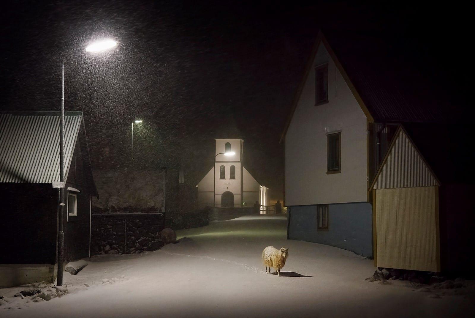 Das Schaf ist eine limitierte Auflage der Fotografie des zeitgenössischen Künstlers Christophe Jacrot. Sie ist Teil der Reihe "Turbulente Färöer Inseln".
 
Dieses Foto wird nur als ungerahmter Abzug verkauft. Sie ist nur in einer Dimension