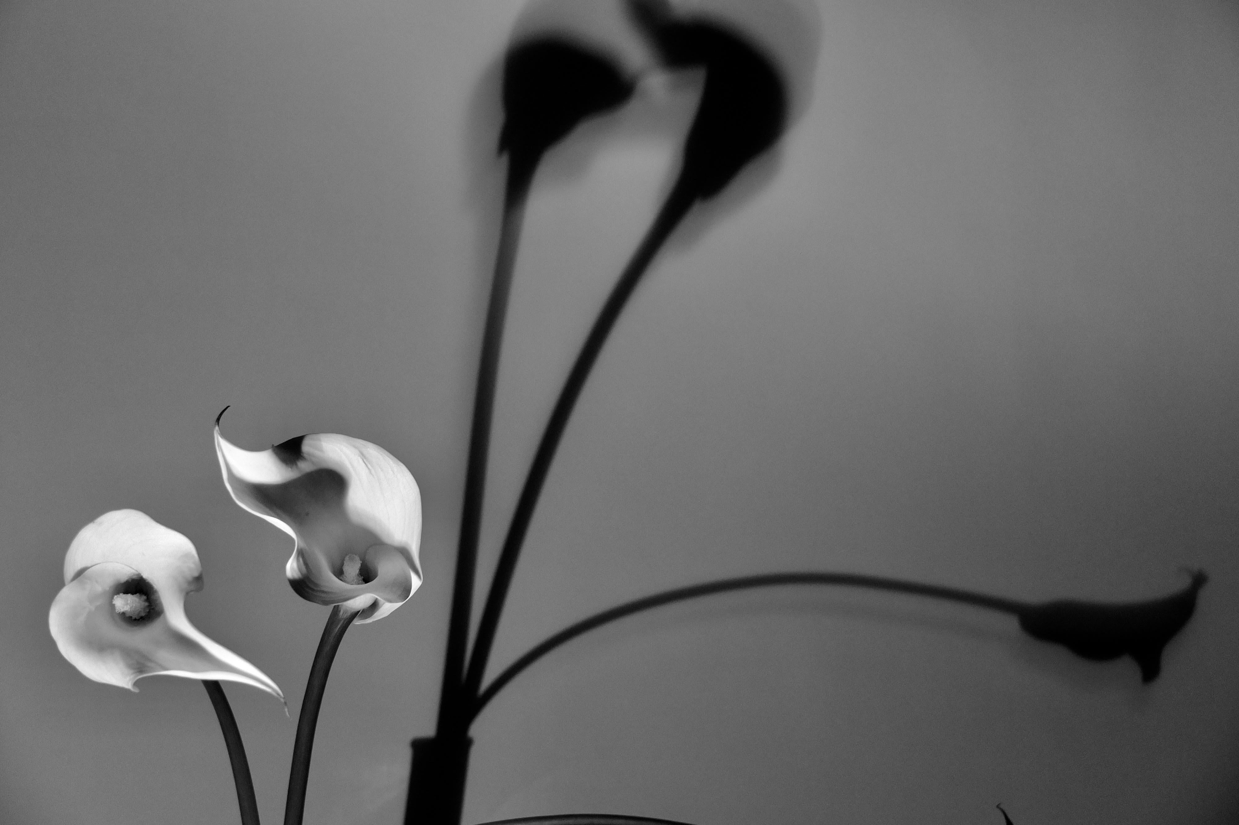 Beautiful black and white photograph of lilies by NY based photographer Christophe von Hohenberg. Von Hohenberg’s “Flower Series: Shadows of the Soul” was inspired by Oscar Wilde’s … “What men call the shadow of the body is not the shadow of the