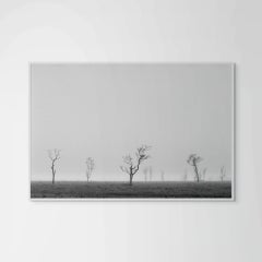 Nebel auf Nantucket Serengeti #2