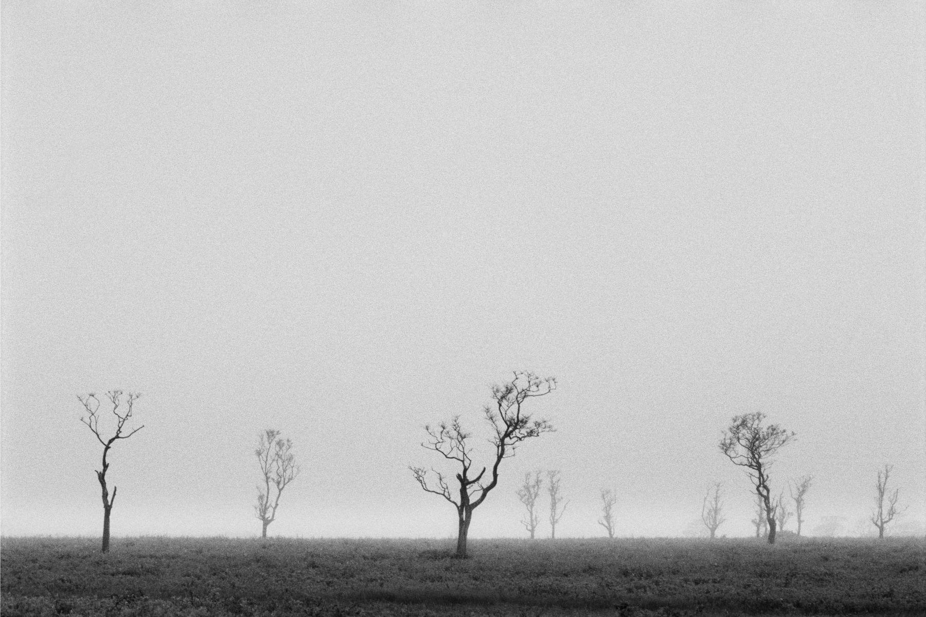 Fog on Nantucket Serengeti #2