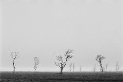 Nebbia su Nantucket Serengeti #2