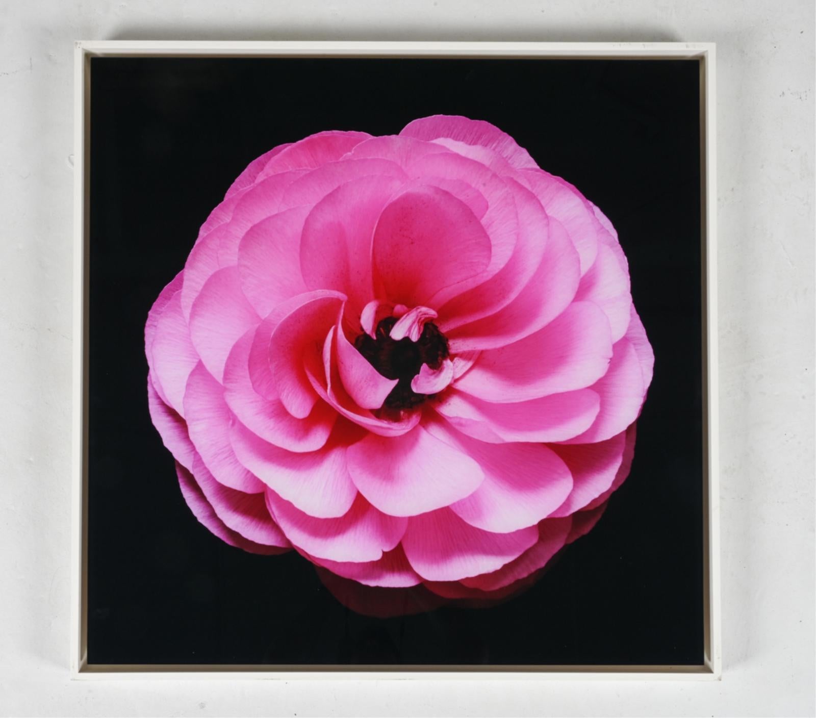 Christopher Beane Color Photograph - Ranuculus series - "Perfect Pink"