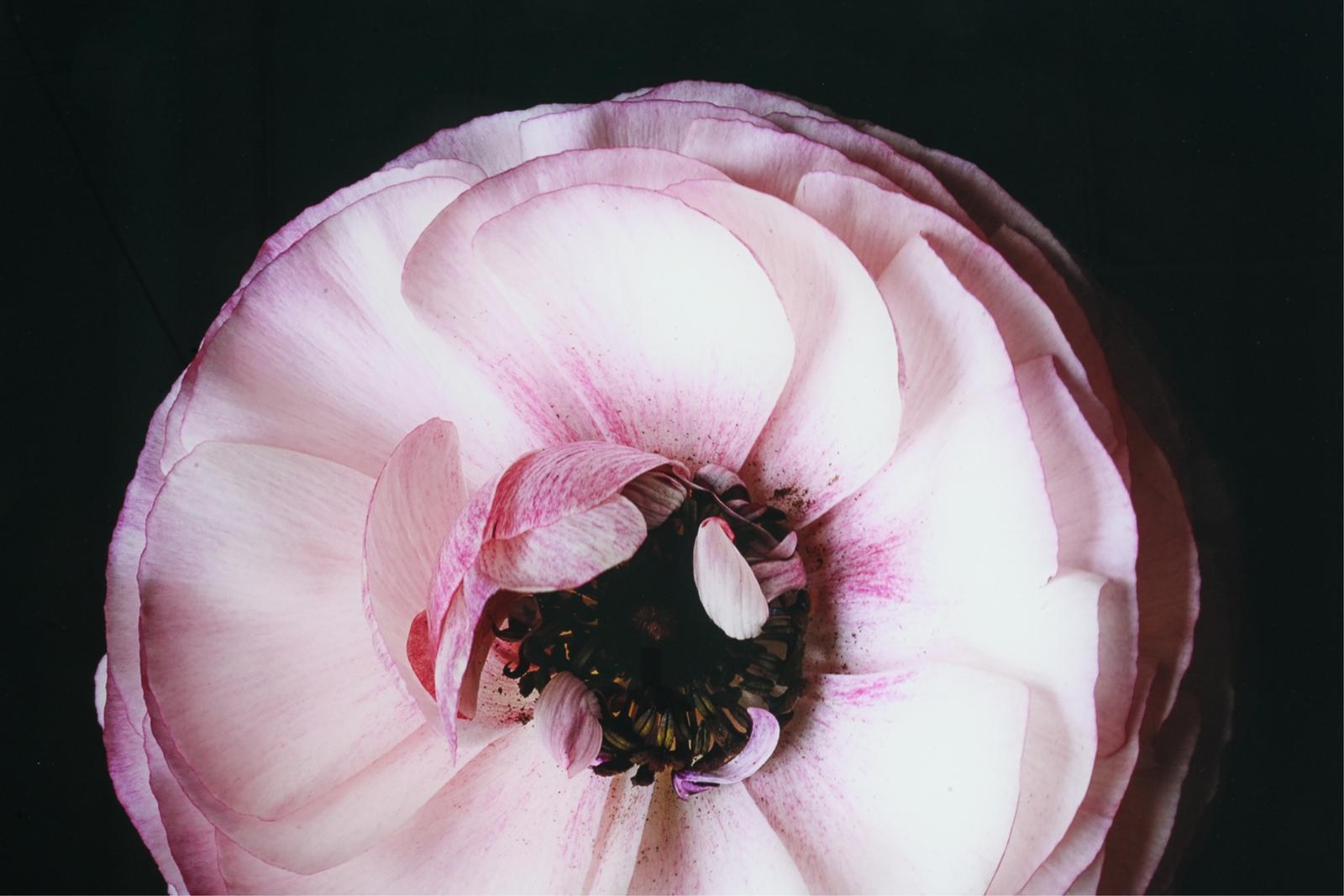 Ranuculus-Serie - „Sister of Eclipse“ – Photograph von Christopher Beane