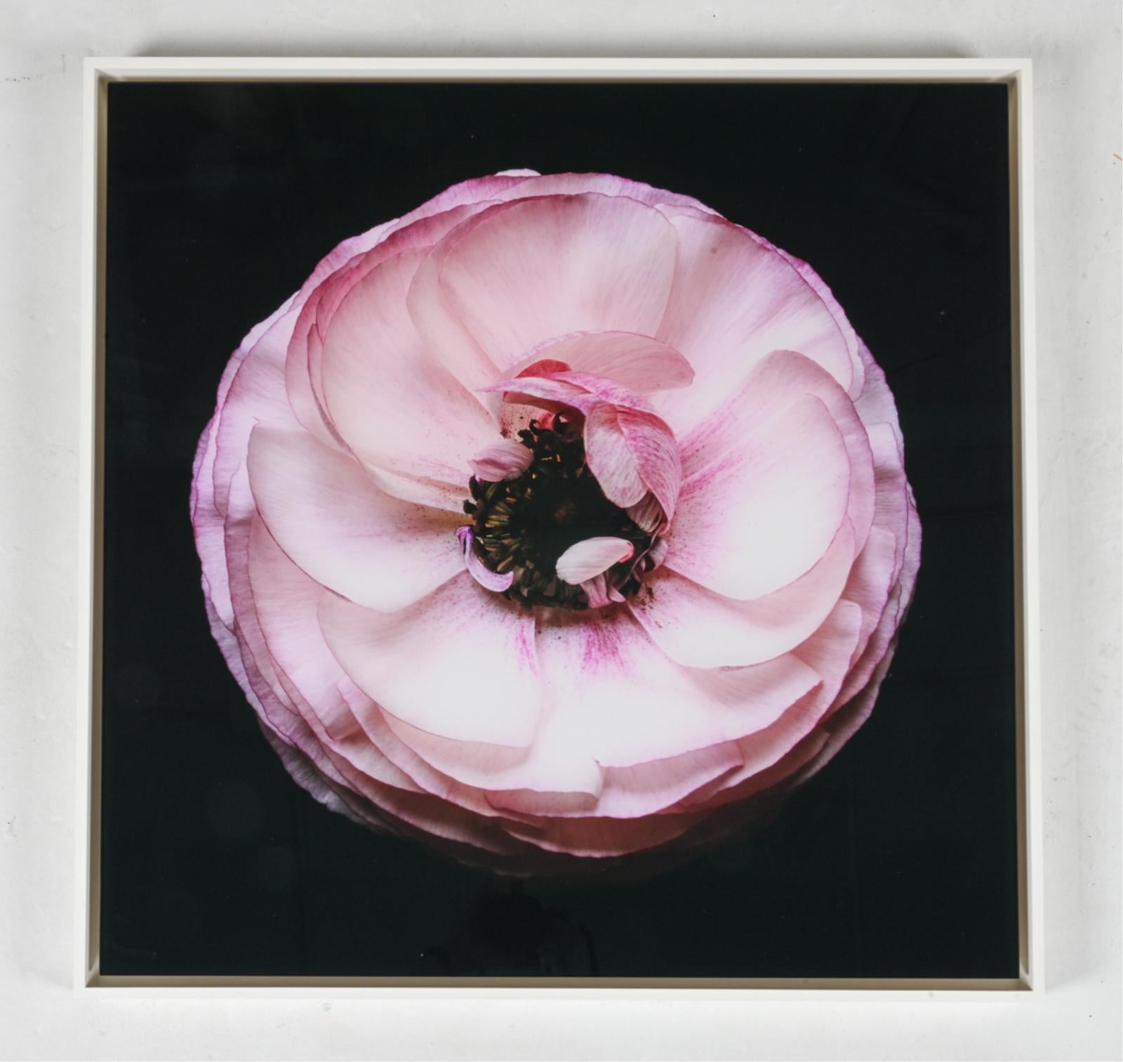 Christopher Beane Color Photograph – Ranuculus-Serie - „Sister of Eclipse“