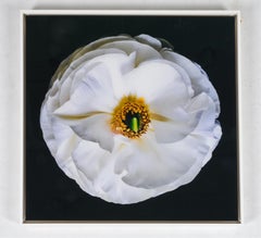 Vintage Ranuculus series - "The Saint"