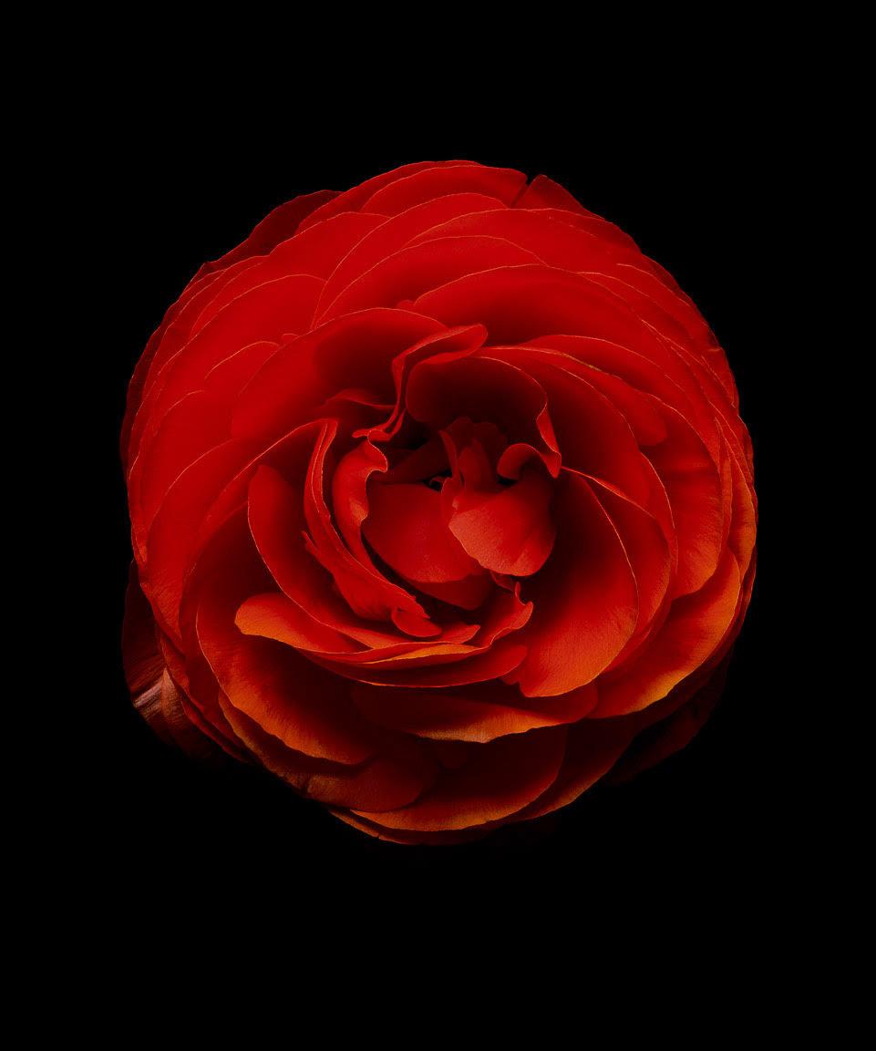 Christopher Beane Color Photograph - Titian's Ring (Ranunculus Series)