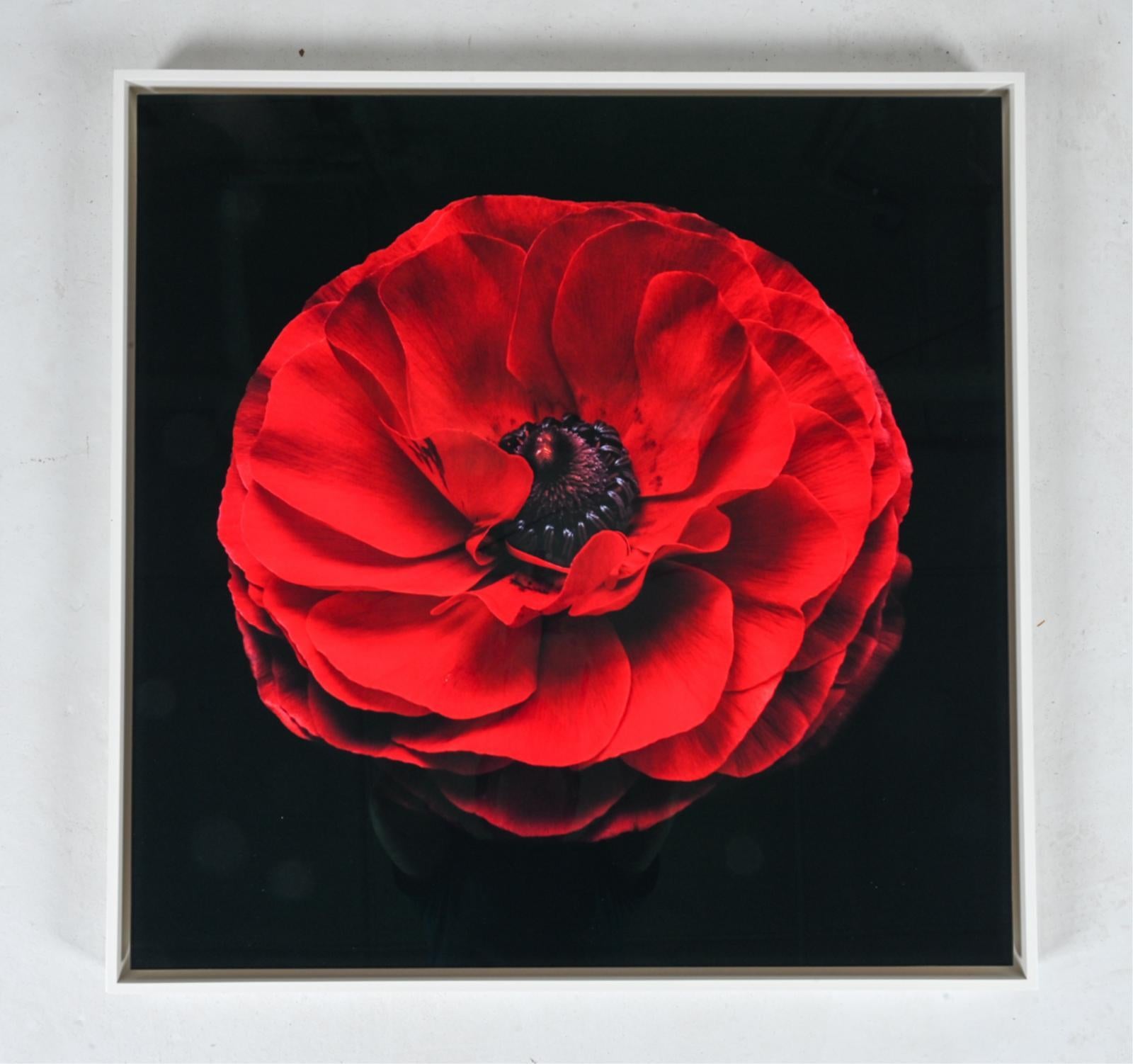"Rojo Perfección"