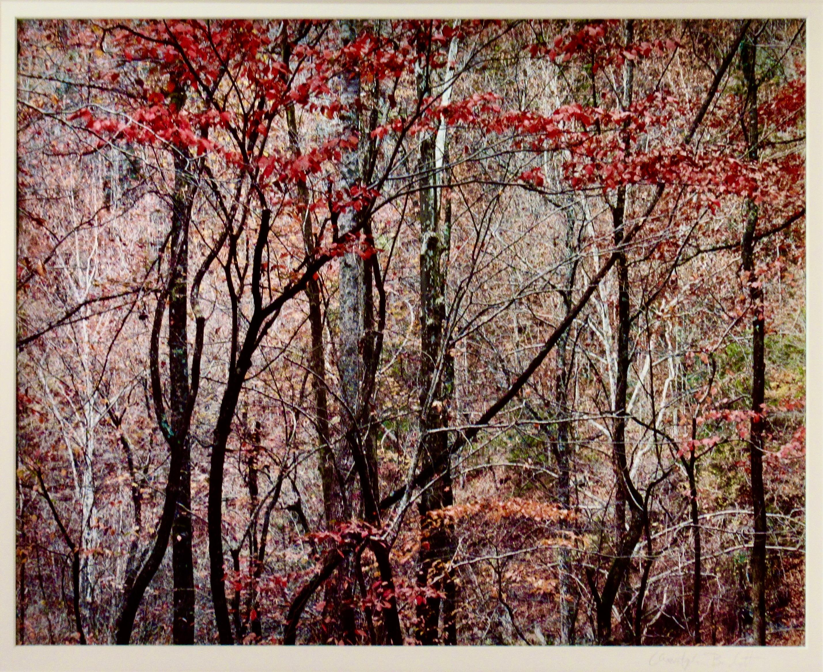 „Bold Autumn Forest“ Große Fotografie – Photograph von Christopher Burkett