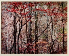 Grande photographie "Bold Autumn Forest"