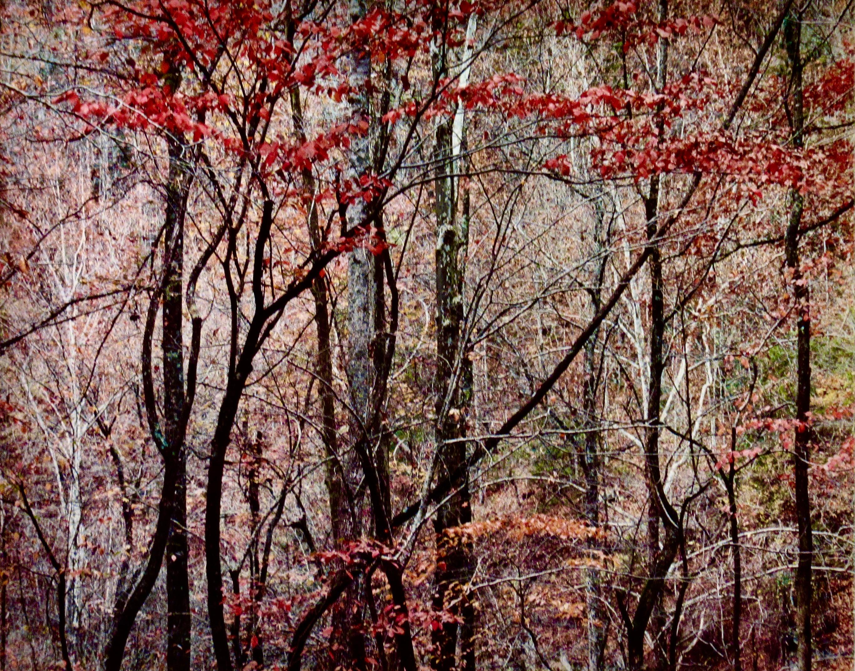 „Bold Autumn Forest“ Große Fotografie (Fotorealismus), Photograph, von Christopher Burkett