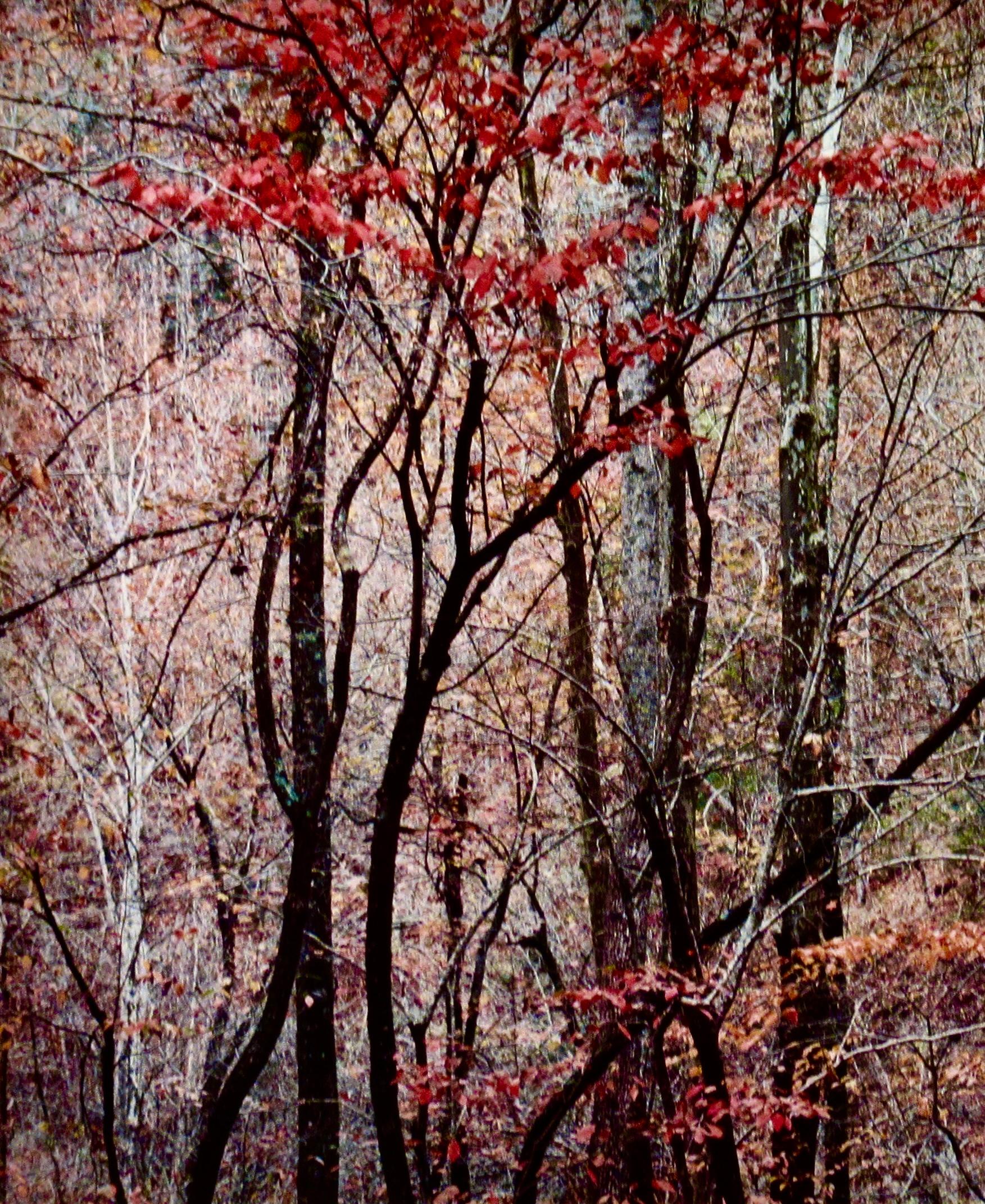 „Bold Autumn Forest“ Große Fotografie im Angebot 1