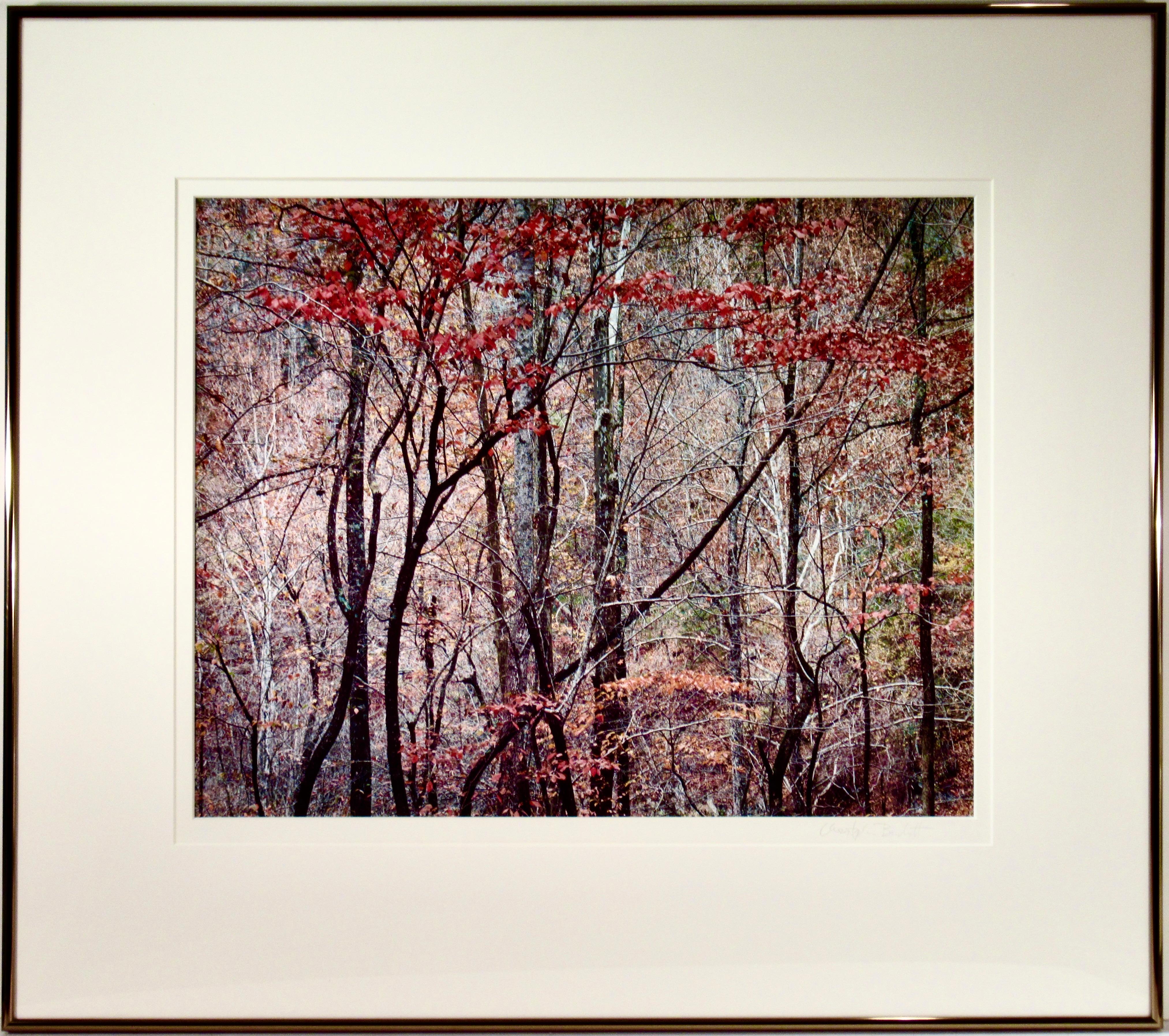 Color Photograph Christopher Burkett - Grande photographie "Bold Autumn Forest"