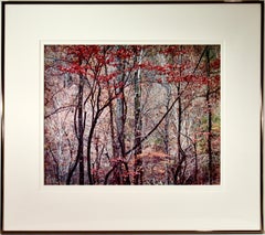 "Bold Autumn Forest" Large photography