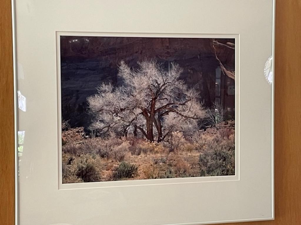 Cottonwood & Light, Utah - Photograph by Christopher Burkett