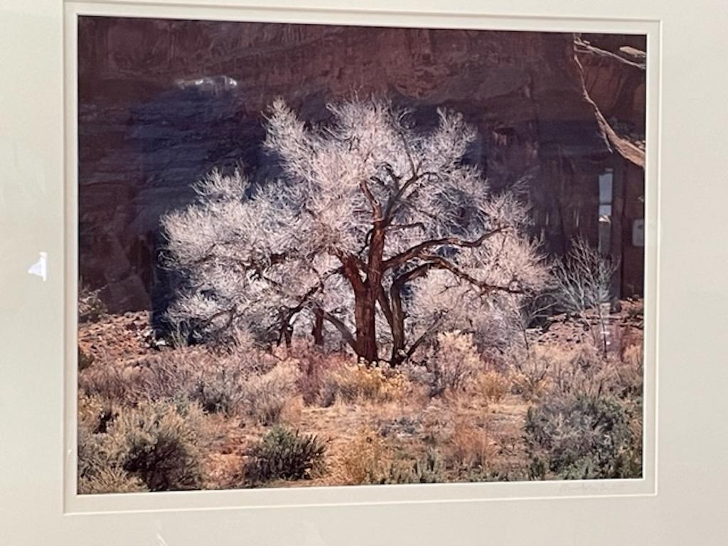 Christopher Burkett is considered one of the best color printer in the world. This is his most famous image.

Printed on Cibachrome extremely archival.

Open Edition #495
Retails for $6000

Hand Printed By Christopher Burkett:: When photographing in