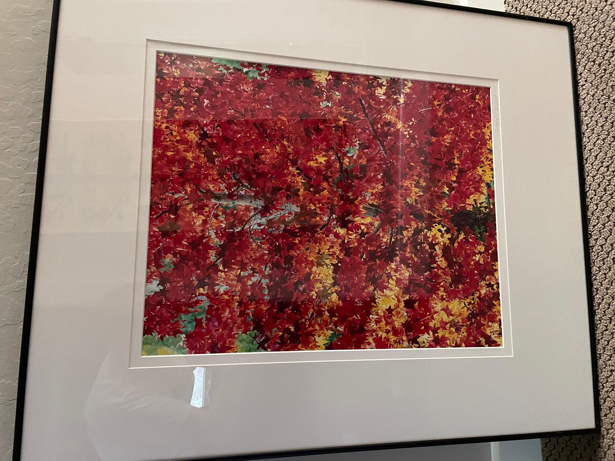 Fiamma della foresta - Photograph di Christopher Burkett
