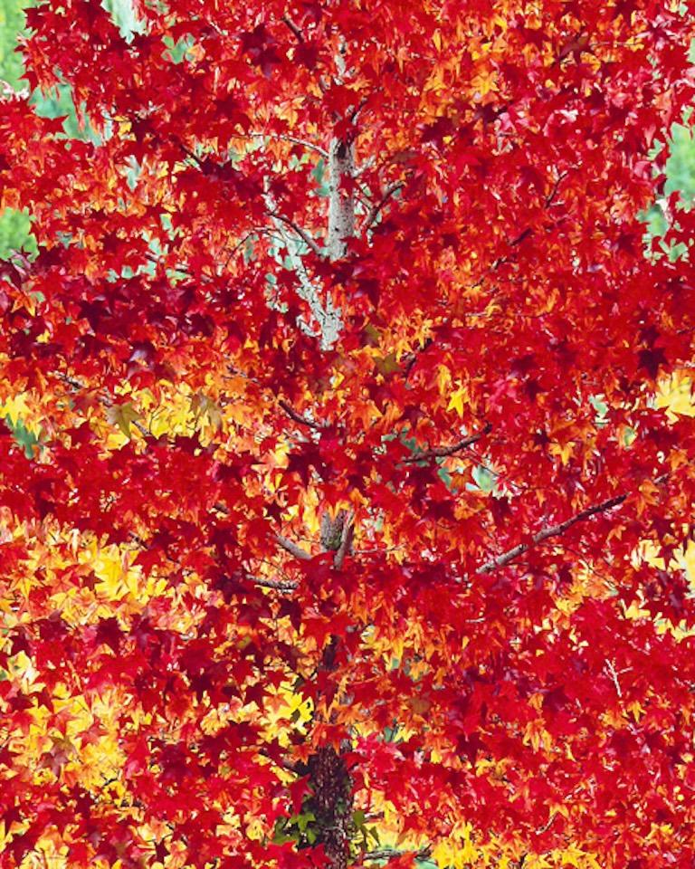 Color Photograph di Christopher Burkett - Fiamma della foresta