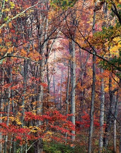 Glühender Herbstwald