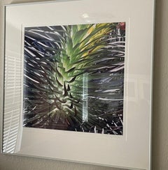Silversword rougeoyant, Hawaii