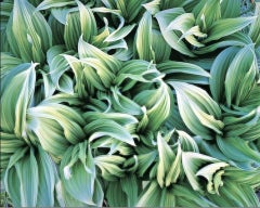 Green Veratrum, Alaska