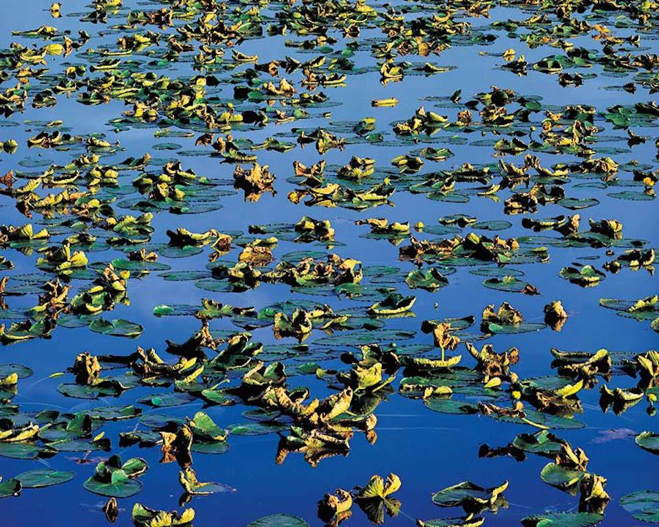 Christopher Burkett Landscape Photograph - Late Summer Pond, Color Photograph, Cibachrome, Abstract, Water and Leaves