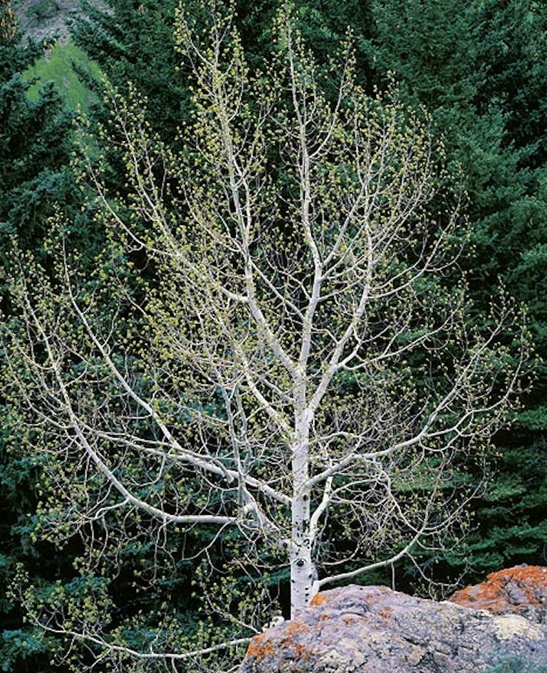 Christopher Burkett Landscape Photograph – Spring Aspen & Lavender Stone, Colorado
