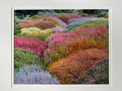 Summer Heather Garden, Kalifornien