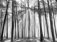 Sunburst, San Francisco Presidio, California (Trees with Sunlight)