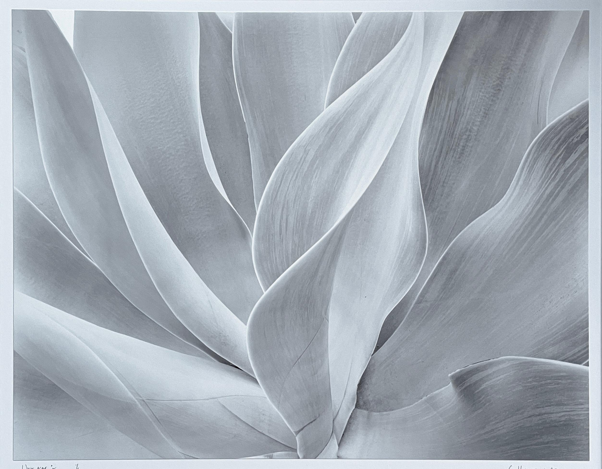 Agave blanche n° 2