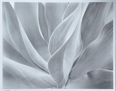 Agave bianca #2