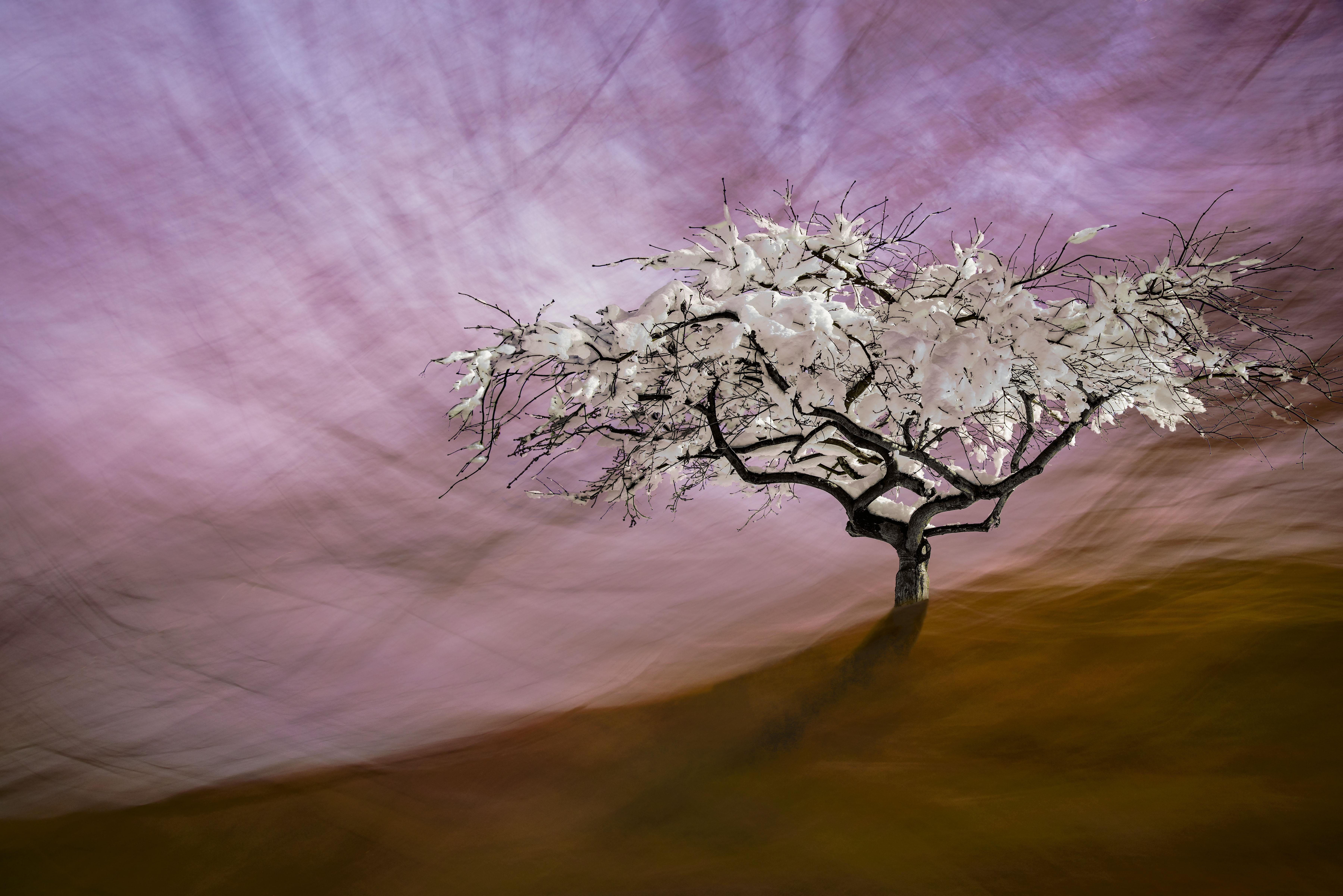 Abstract Photograph de Christopher Kennedy (Photo Luminism) - Esencia de vida