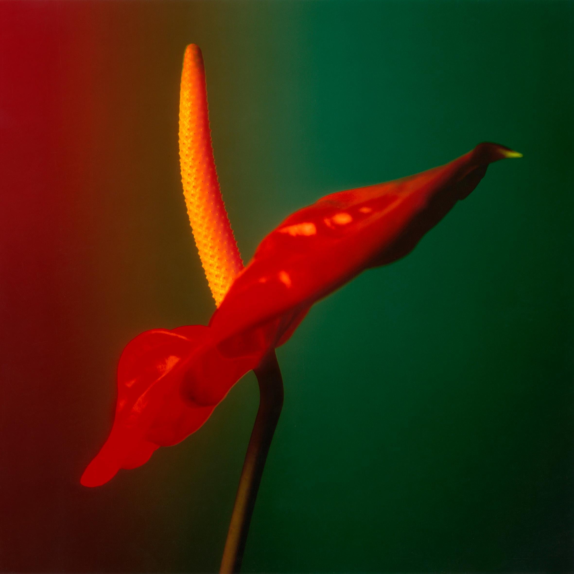 Color Photograph Christopher M Shackleton - Impression couleur de la fleur d'anthropium en rouge, vert et jaune