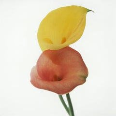 Calla Lilien, Schildkrötenlebenblumen, Pigmentdruck, Mittelformat-Transparenz