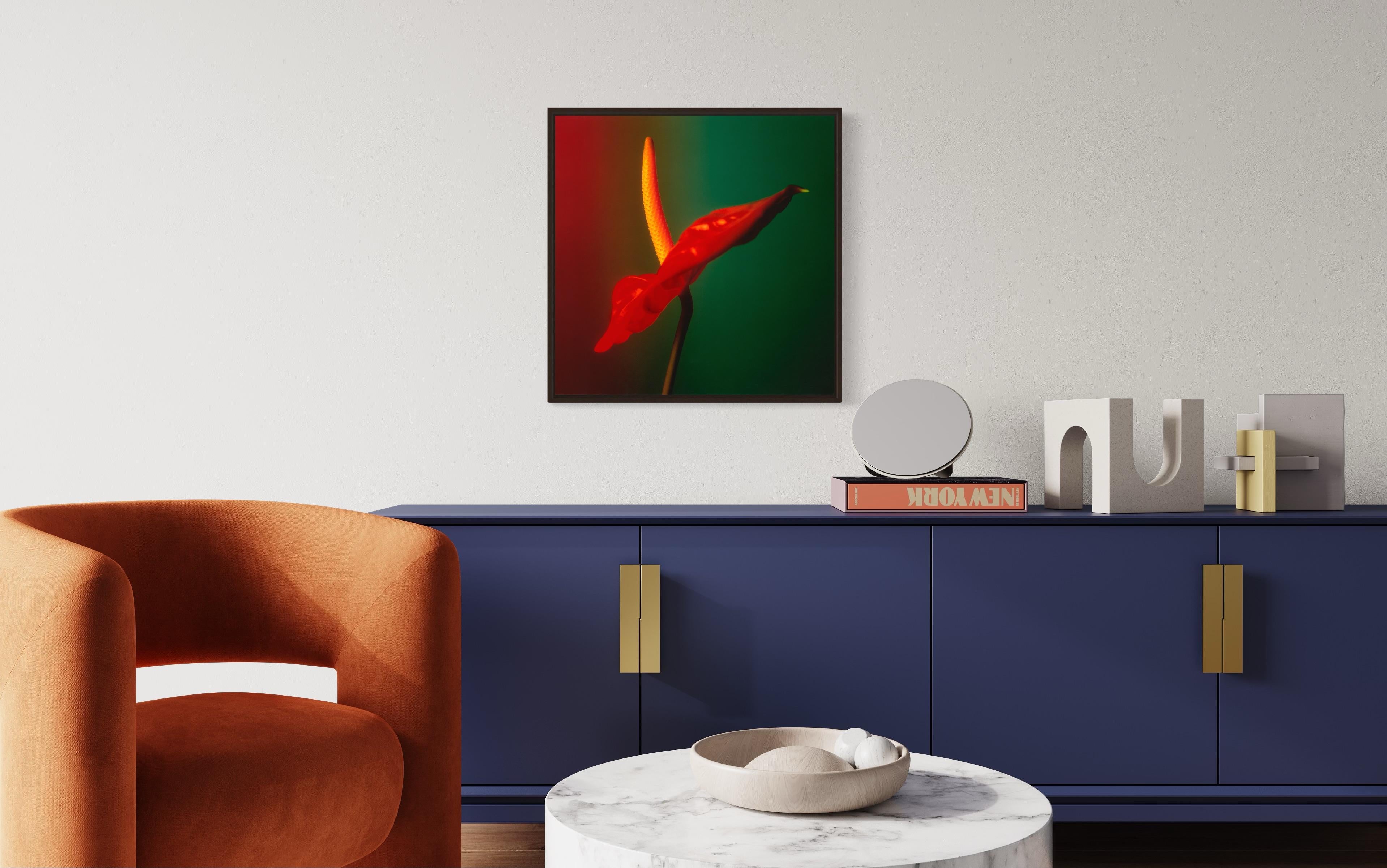 Colour Photograph of Anthurium flower in Red Green and Yellow, Custom framed For Sale 6