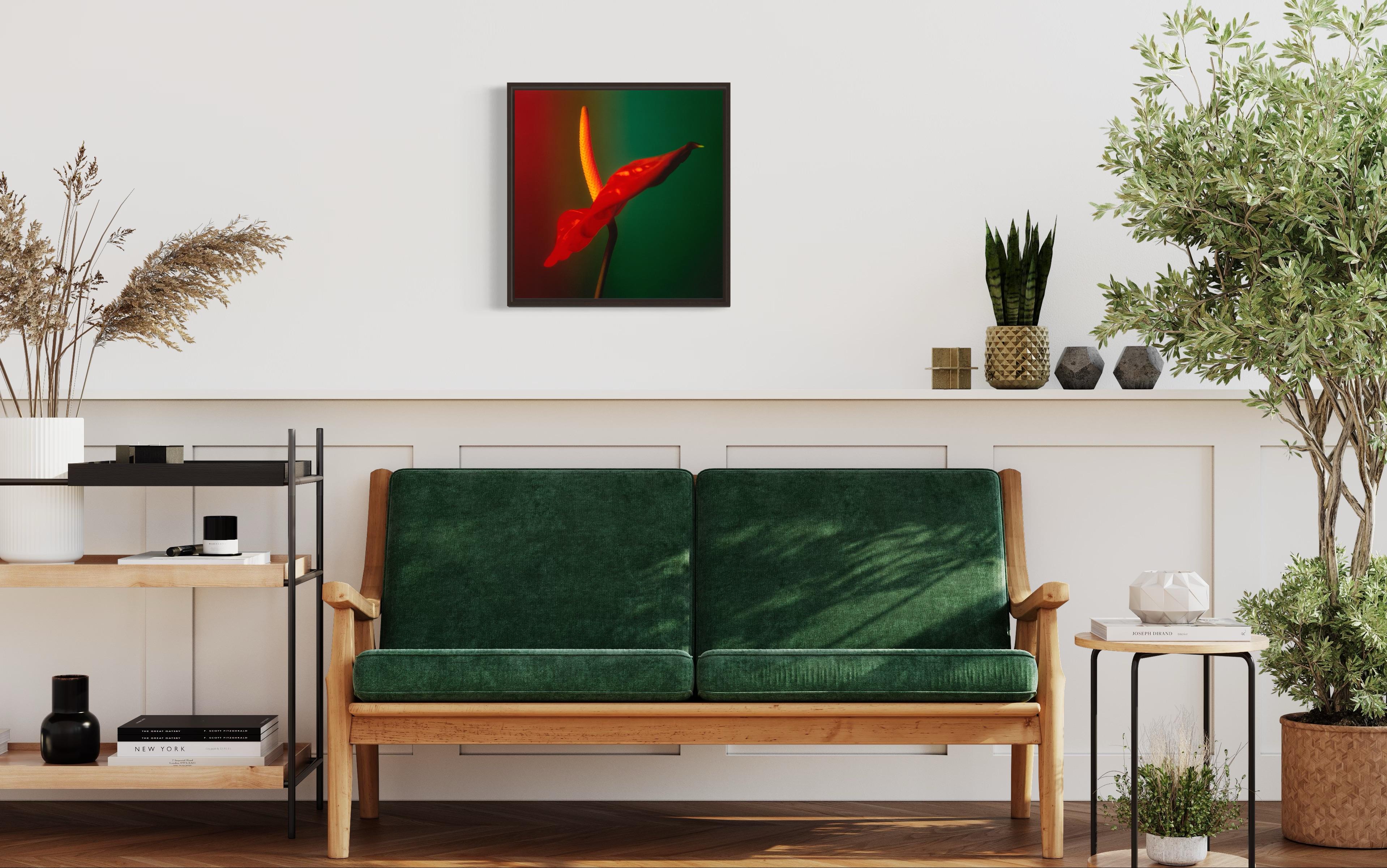 Colour Photograph of Anthurium flower in Red Green and Yellow, Custom framed For Sale 8