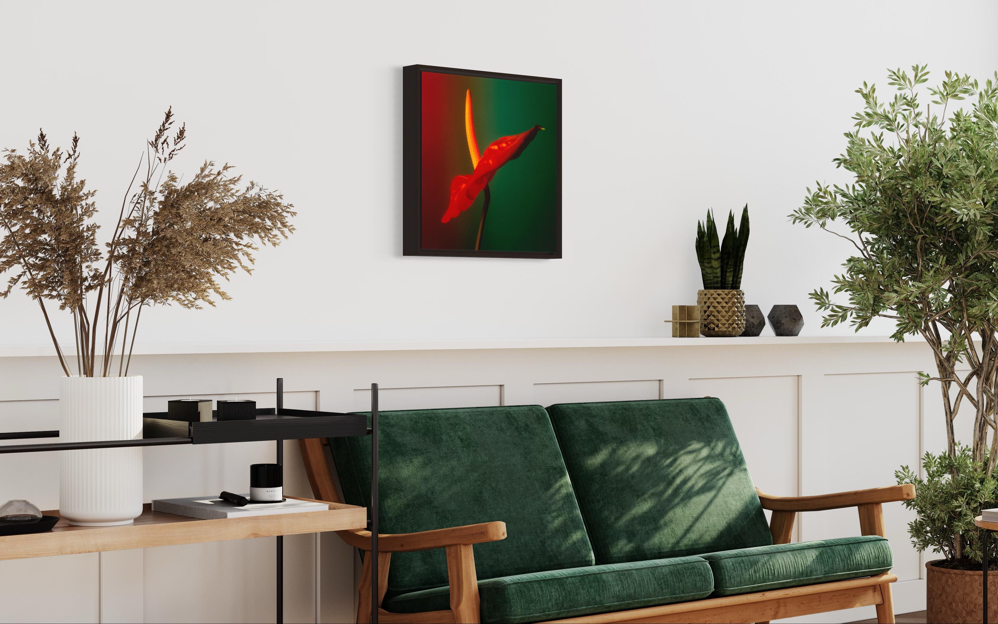 Colour Photograph of Anthurium flower in Red Green and Yellow, Custom framed For Sale 9