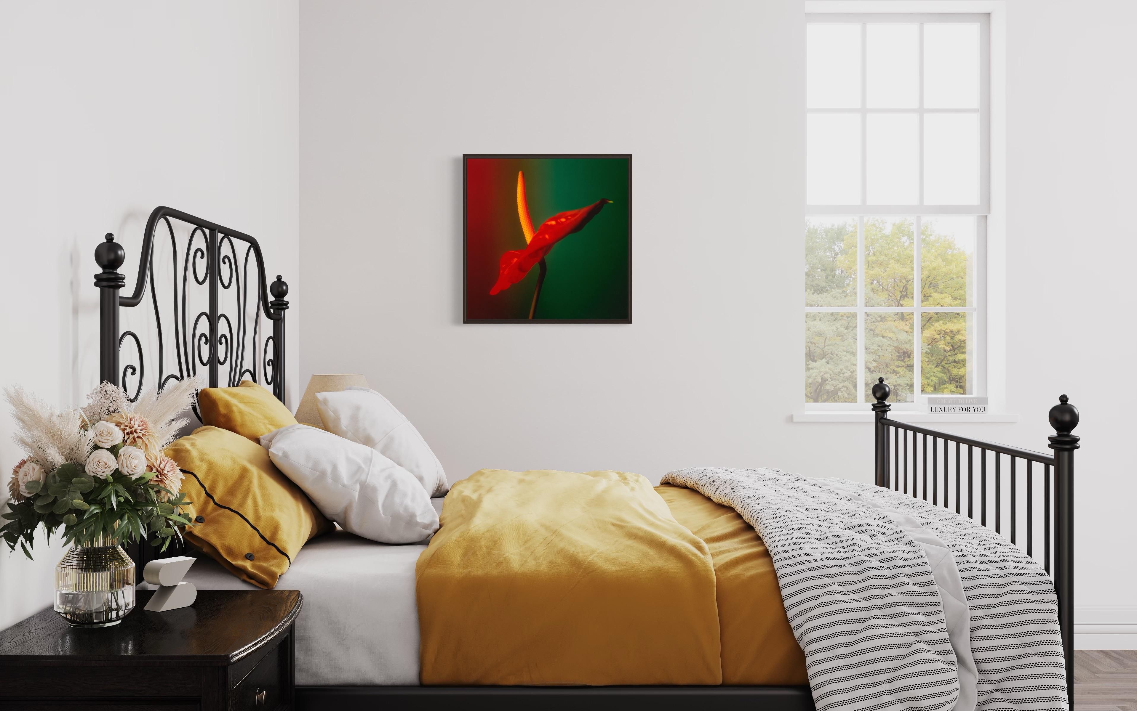 Colour Photograph of Anthurium flower in Red Green and Yellow, Custom framed For Sale 10