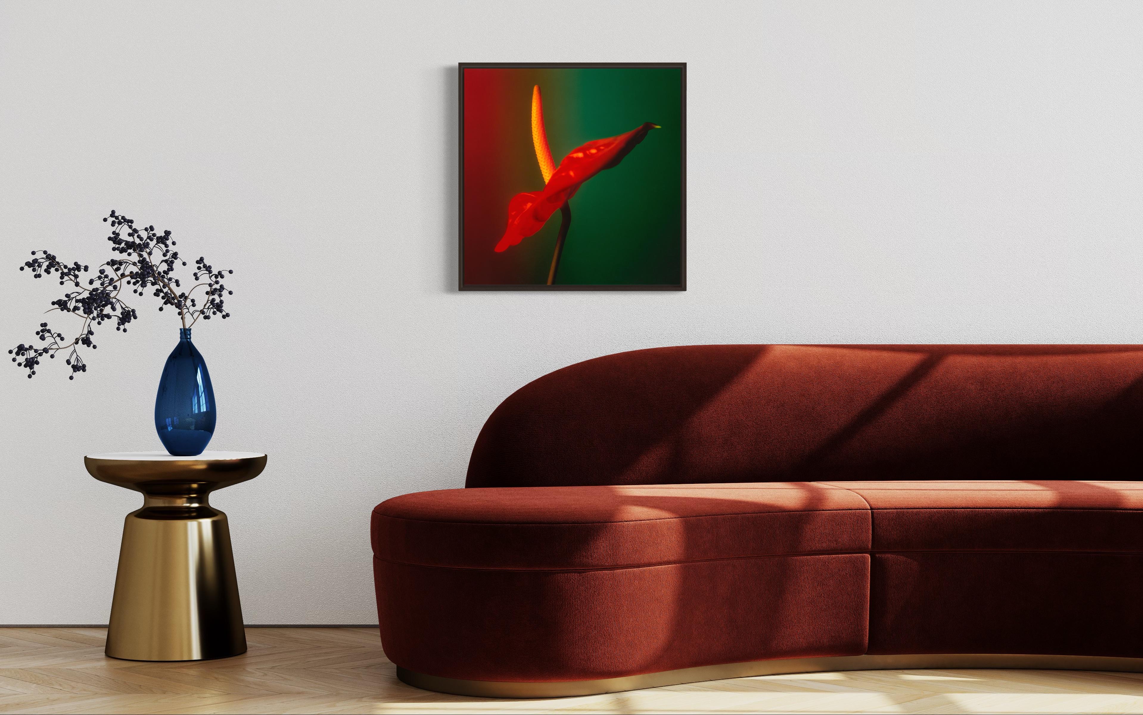 Colour Photograph of Anthurium flower in Red Green and Yellow, Custom framed For Sale 11