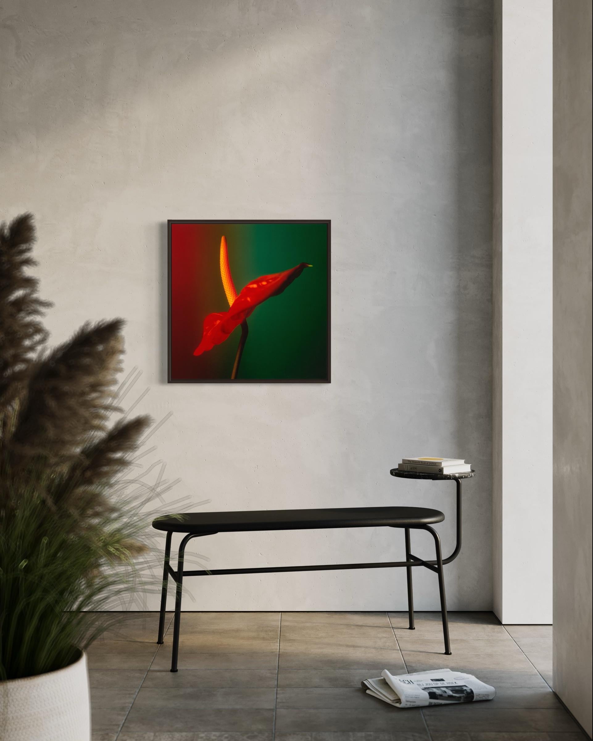 Colour Photograph of Anthurium flower in Red Green and Yellow, Custom framed - Print by Christopher M Shackleton