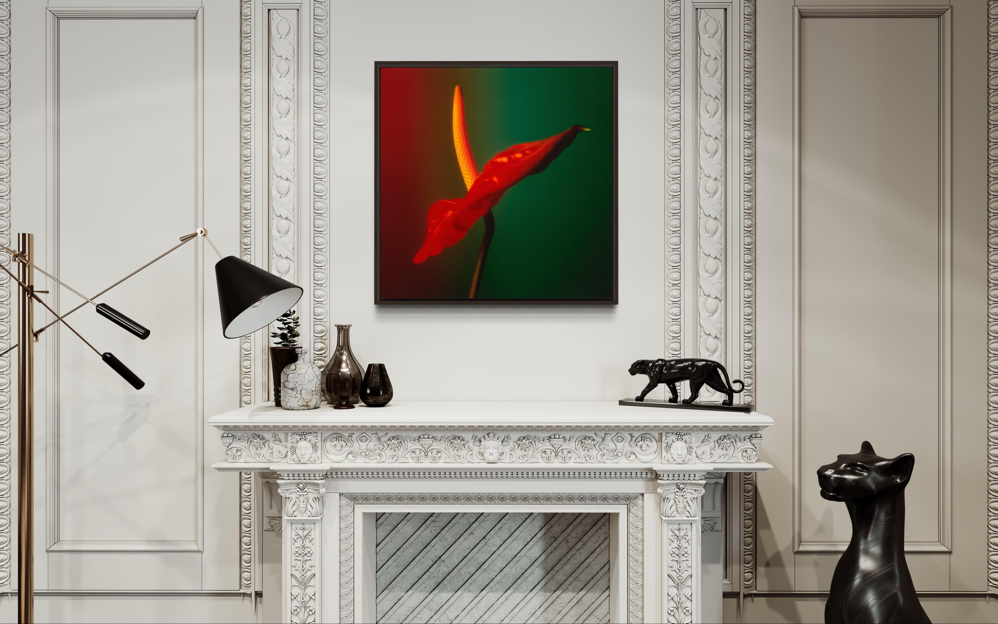 Colour Photograph of Anthurium flower in Red Green and Yellow, Custom framed For Sale 2