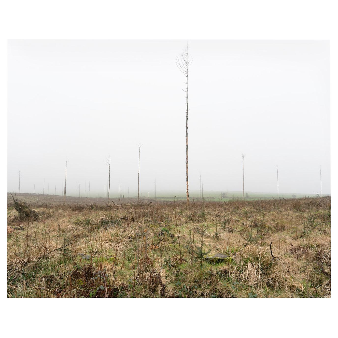 Christopher Sharples 'Forestry', 2017