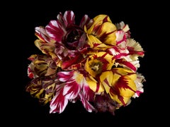 Christos J. Palios - Flores de tulipán rotas, 2017, Impresión posterior