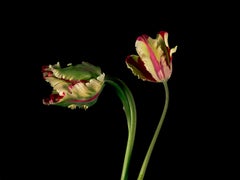 Christos J. Palios - Flaming Parrot Broken Tulips, 2017, Imprimé d'après