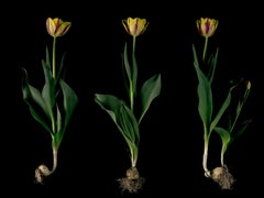 Christos J. Palios - Helmars, Fotografia 2017, Stampato Dopo